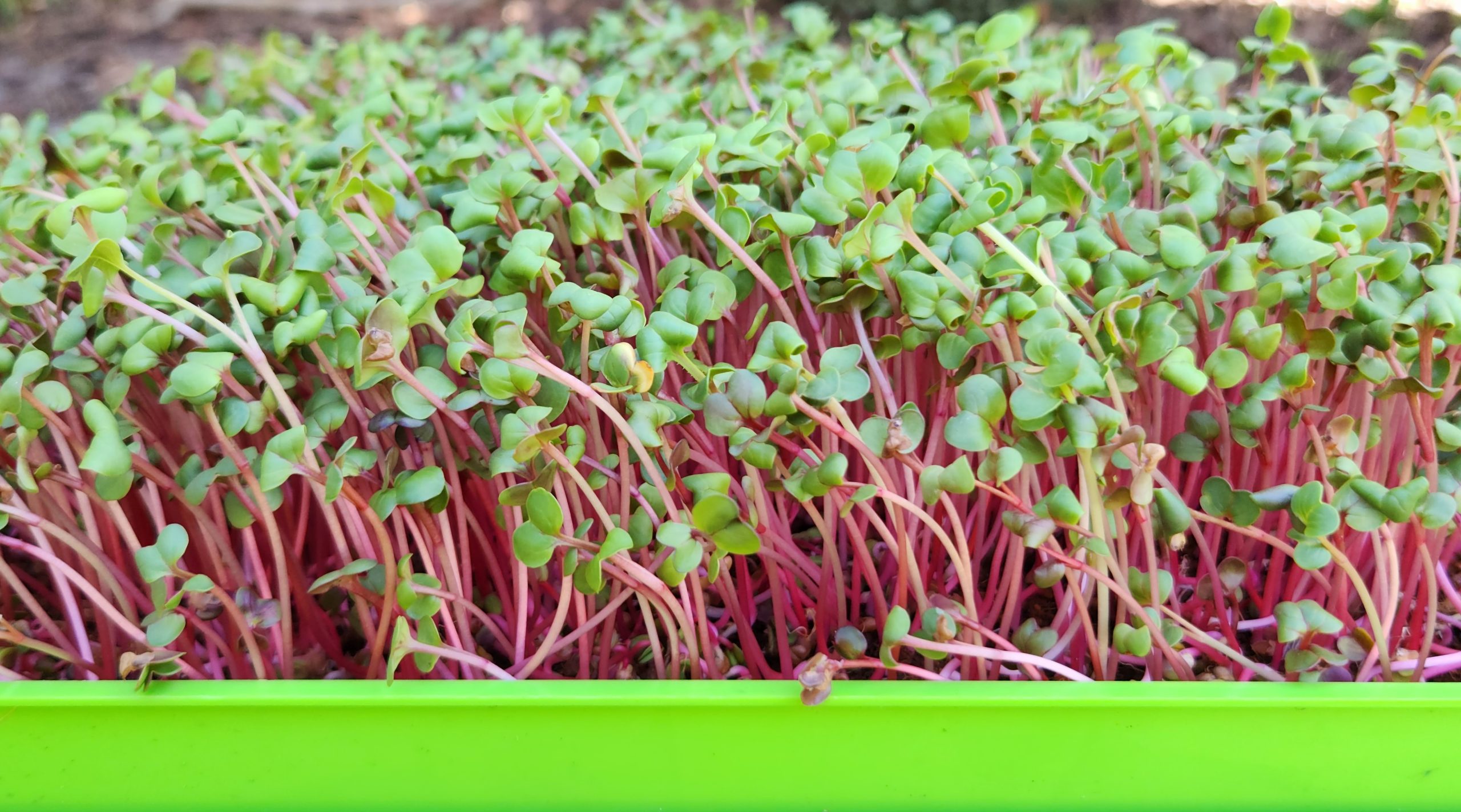 radish microgreens