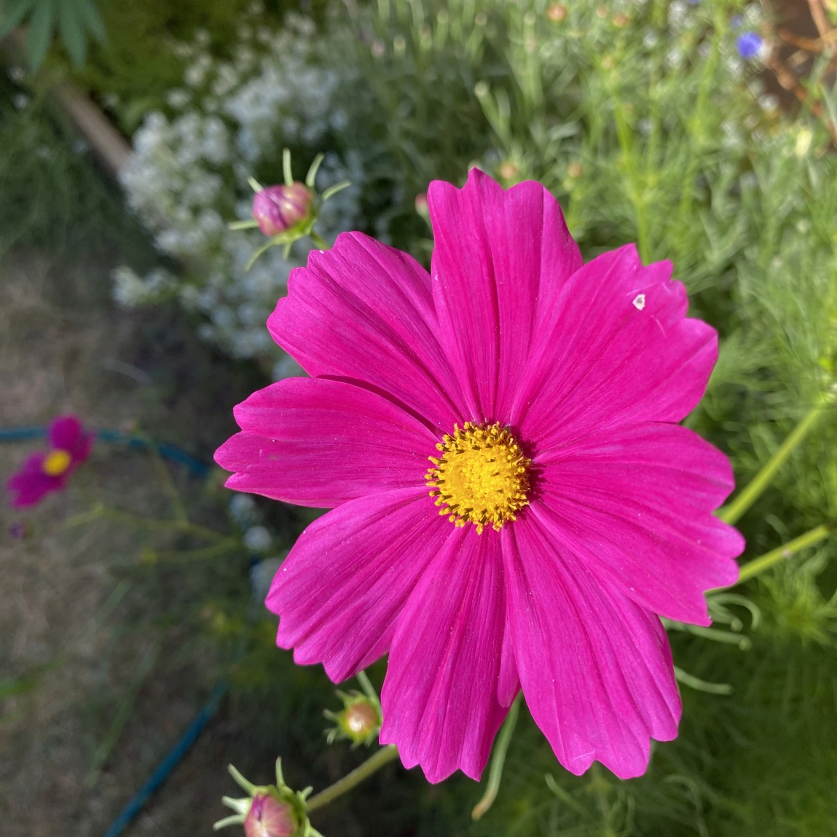 Hydro Works Premium Organic Mix 4