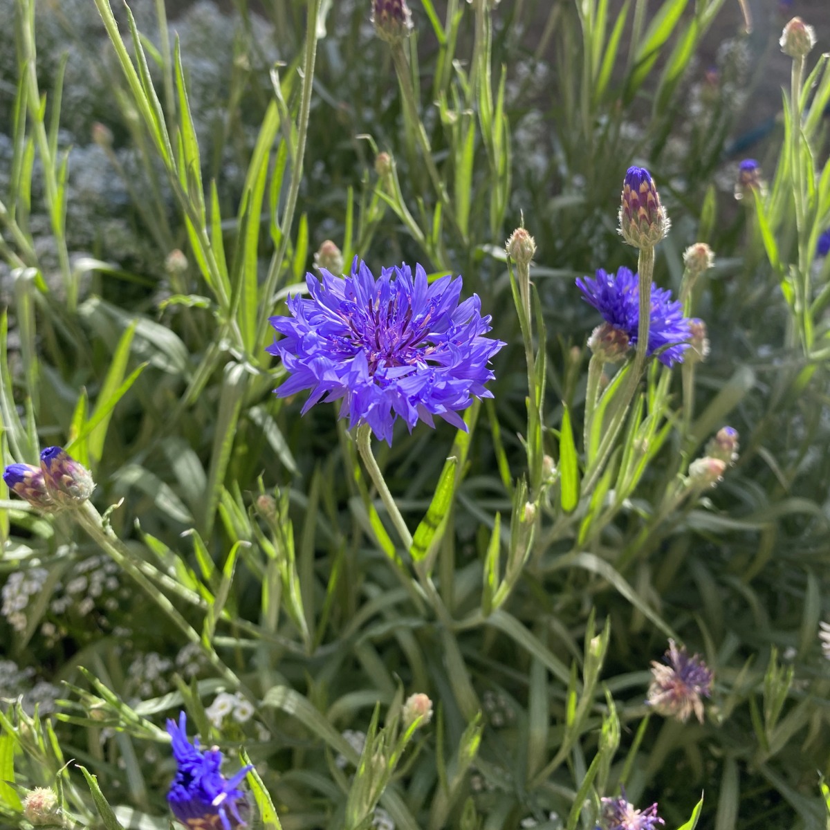 Hydro Works Premium Organic Mix 3