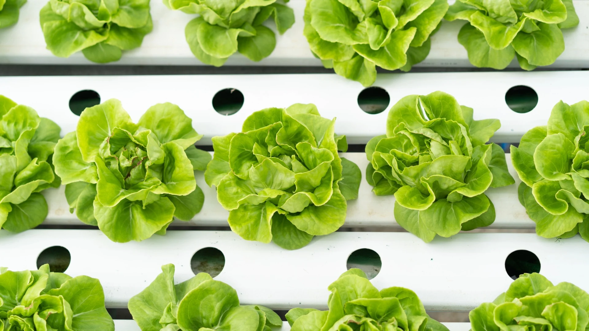 Hydroponics in Action: Systems, Products & How to Get Started